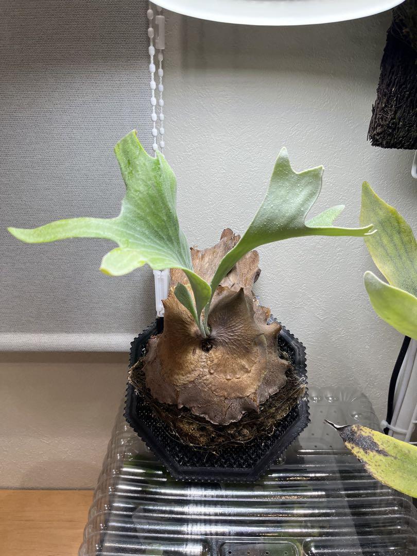 P.GINKA tc 中株　ビカクシダ ギンカTC P.ginka TC 一点物 検/ビカクシダ Platycerium