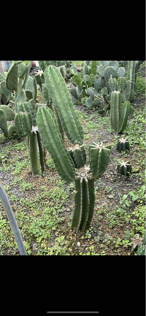 柱サボテン 鬼面角 ブランチ 南国宮崎県産 （柱サボテン鬼面角