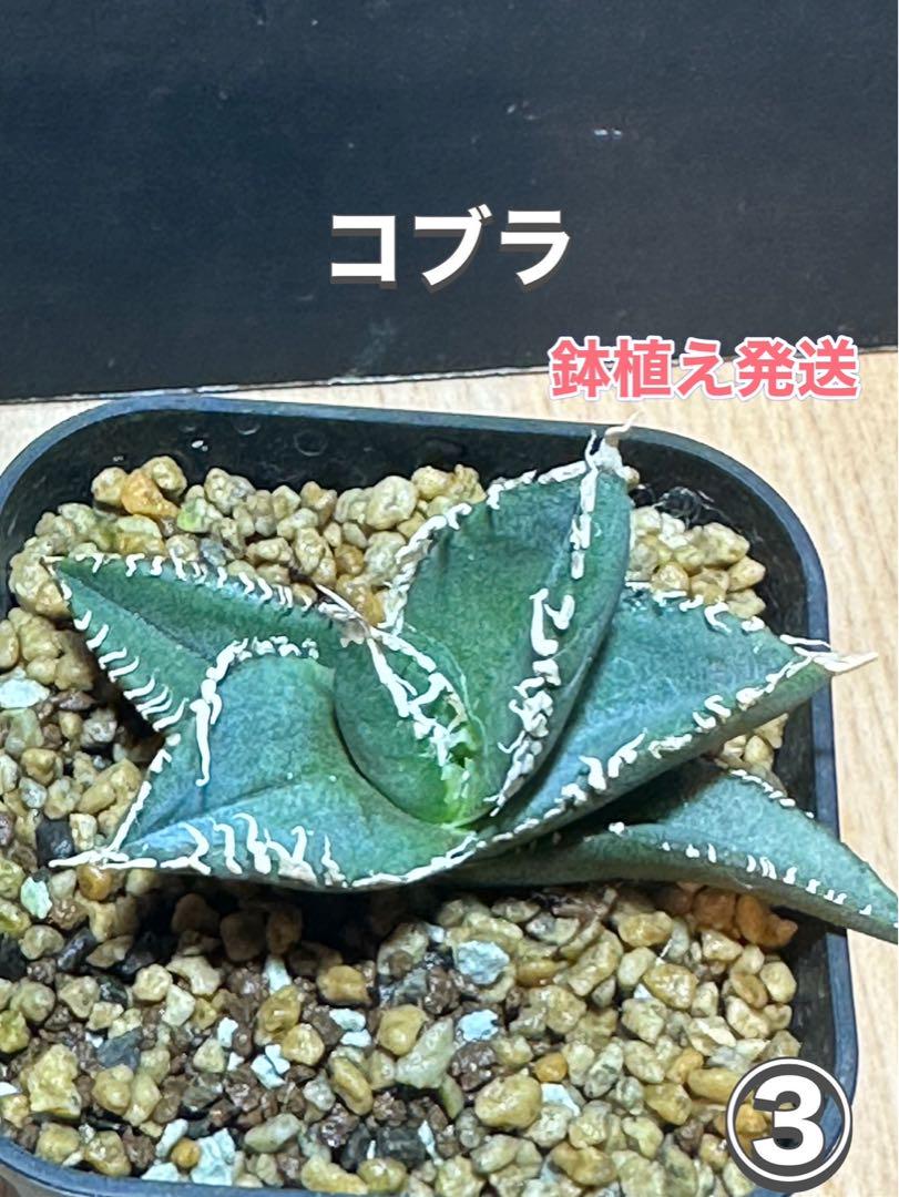 速達【鉢ごと発送】活着　美株　アガベ　チタノタ　コブラ　TC 上澳園芸 速達【鉢ごと発送】活着 美株 アガベ チタノタ コブラ TC 上澳