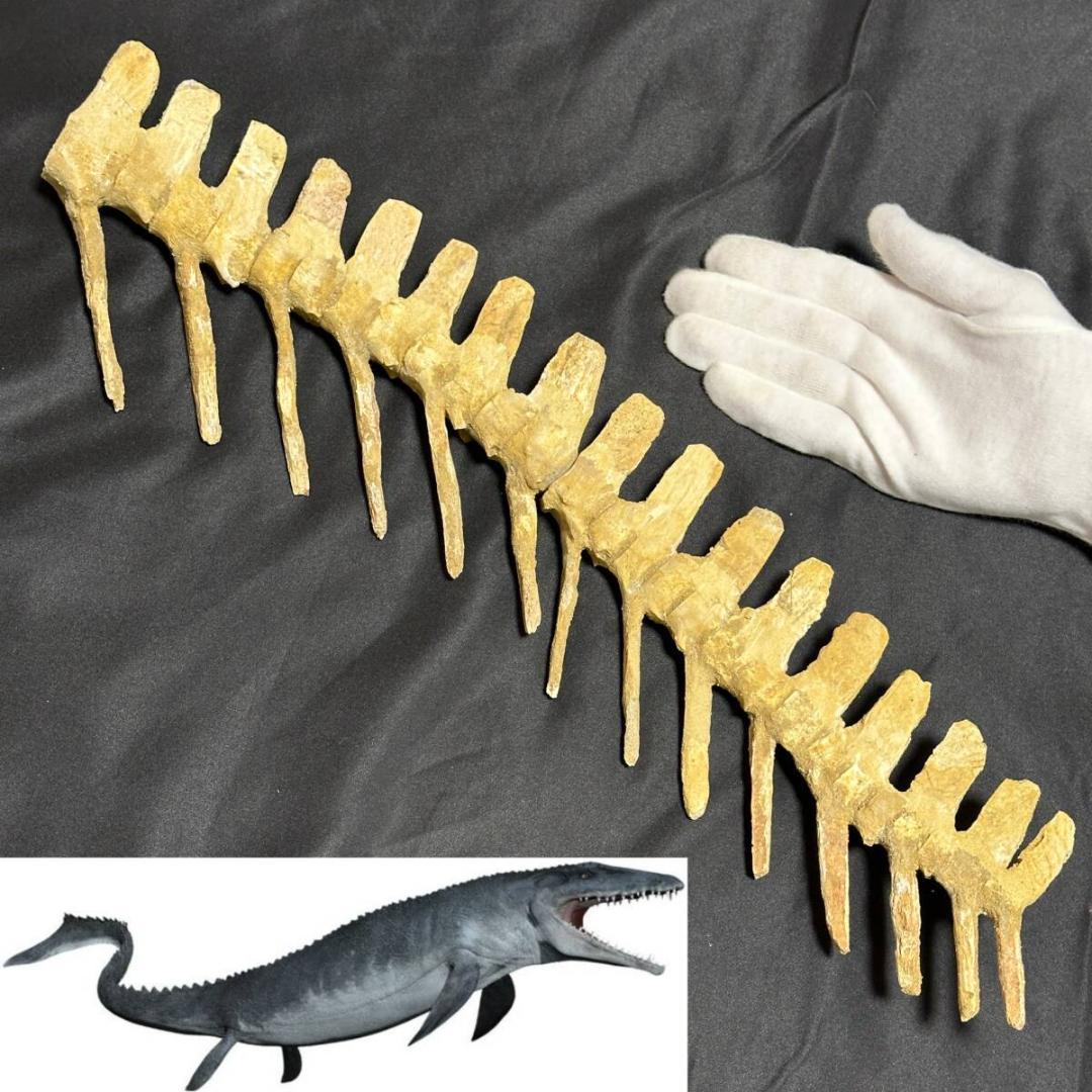 モササウルス パドル ヒレ 化石 全身骨格用パーツ 恐竜 三葉虫 1117① Yahoo!オークション - 出品終了12/8 モササウルス パドル /ヒレ