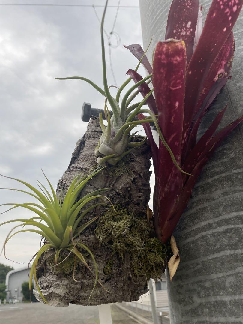 板付タンクブロメリア、エアプランツ （Billbergia Novena