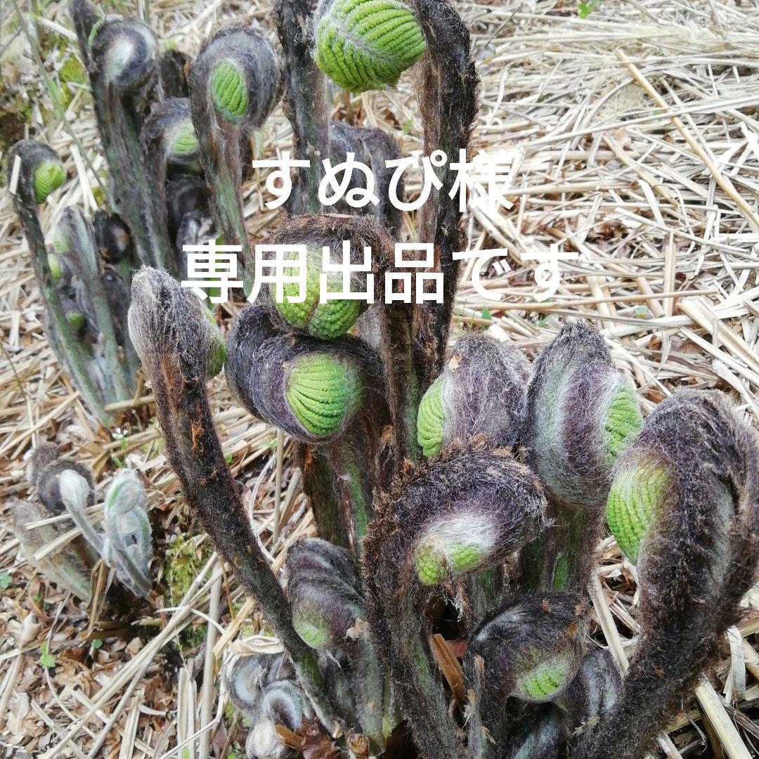 徳島産天然物　肉厚乾燥ぜんまい　1kg　極太　新物　野菜　ゼンマイ　山菜　乾燥物 徳島産天然物 肉厚乾燥ぜんまい 1kg 極太 新物 野菜ゼンマイ