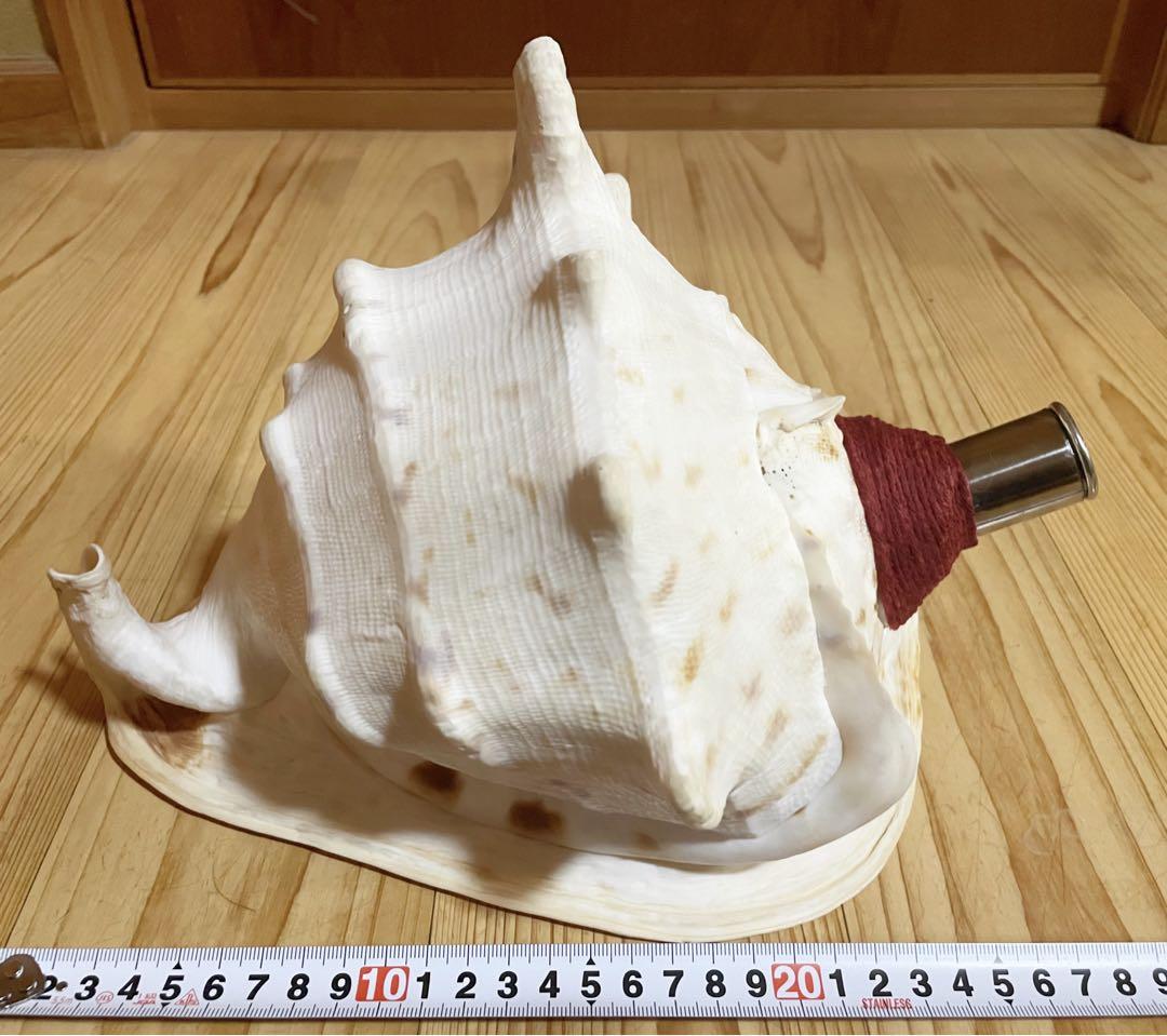 大型肉厚トウカムリ法螺貝 ほら貝 ホラガイ❣️乙音がかなり