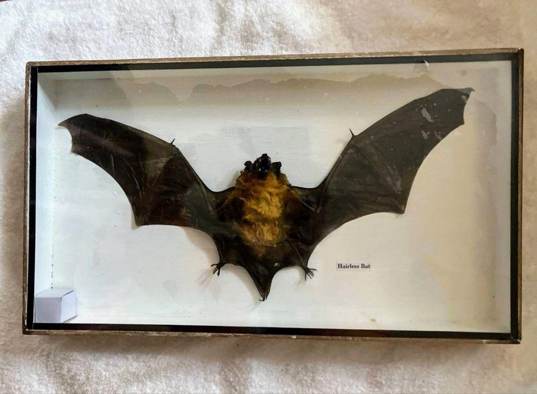 hairless bat　こうもり　標本 hairless bat こうもり 標本 （コウモリ」のアイデア 24 件