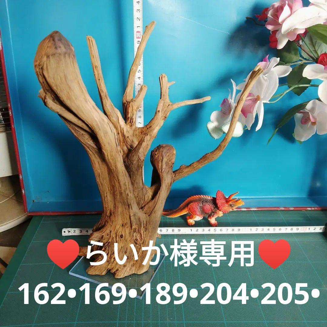 ♥さとちゃん♥９０４•９４０•２３６ホーンウッドあく抜き硬質、杜松の木諸木 ♥さとちゃん♥904•940•236ホーンウッドあく抜き硬質