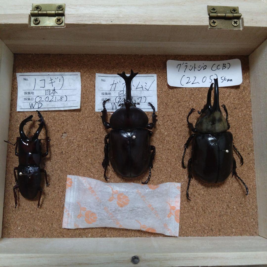カブトムシ 標本 3種セット（昆虫標本コレクション！アトラス