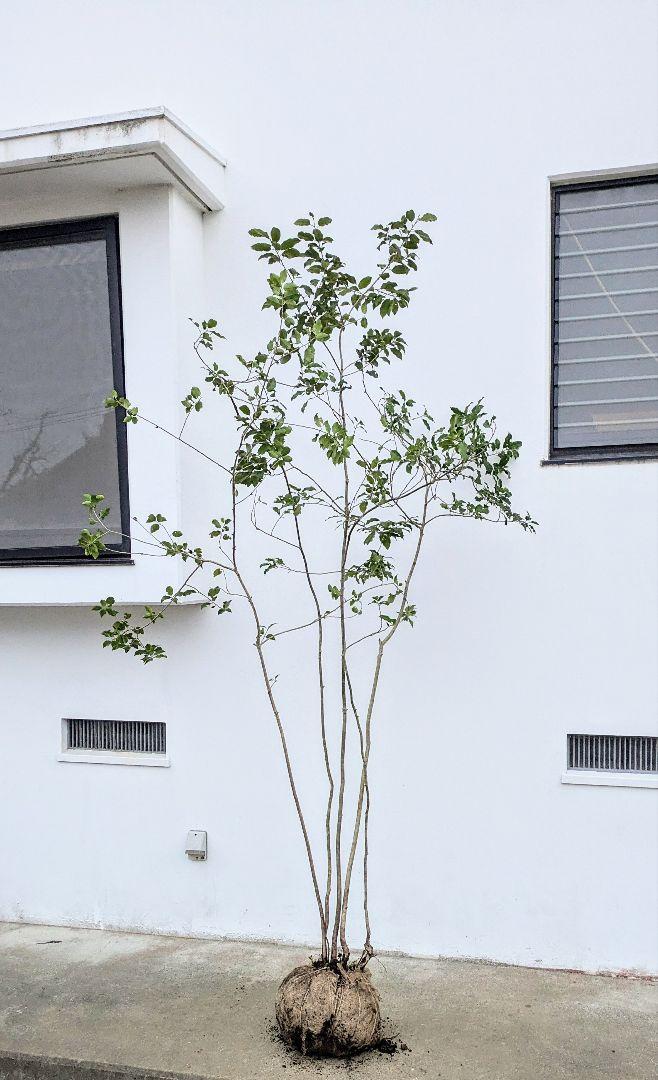 3 山採り　ソヨゴ　メス木 山採り ソヨゴ メス木