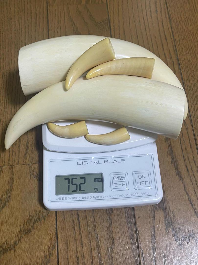 送料無料 超希少 クジラの歯 本物 　無加工　マッコウ鯨　#観賞用 #鯨歯#素材 クジラの歯 鯨歯 - メルカリ