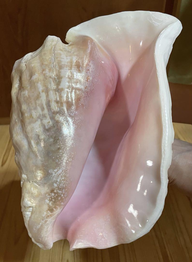 特大肉厚古代桃色法螺貝（ピンク貝）法螺貝 ほら貝 ホラガイ