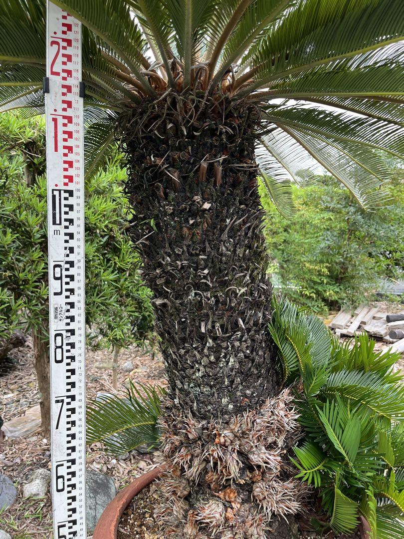 *専用です。　ソテツ　蘇鉄　蘇轍　*引き取りも可 蘇鉄 引き取りのみ （観葉植物】蘇轍 蘇鉄 ソテツ）