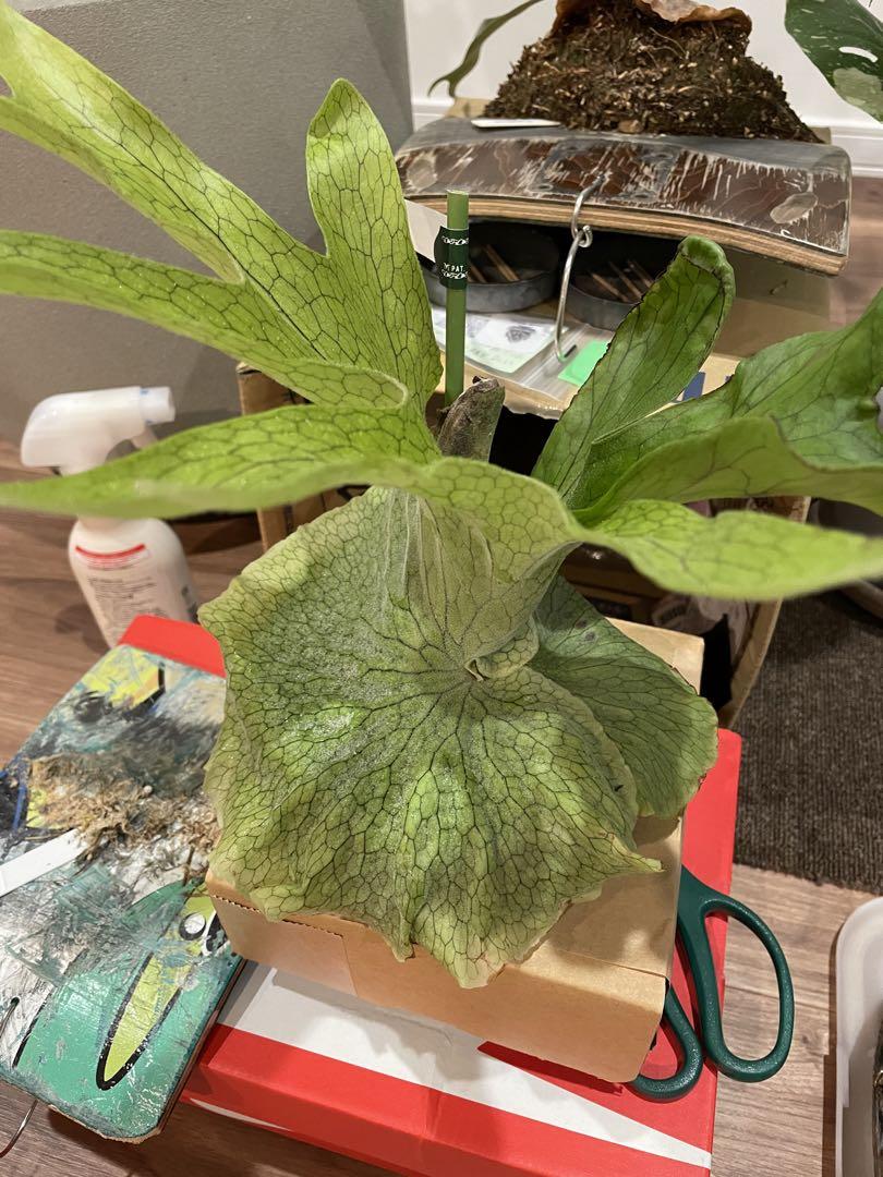 ビカクシダ グランデ 【P.grande】本物 ビカクシダ グランデ Platycerium grande 5号 | PLANTS SHOP OLIVE