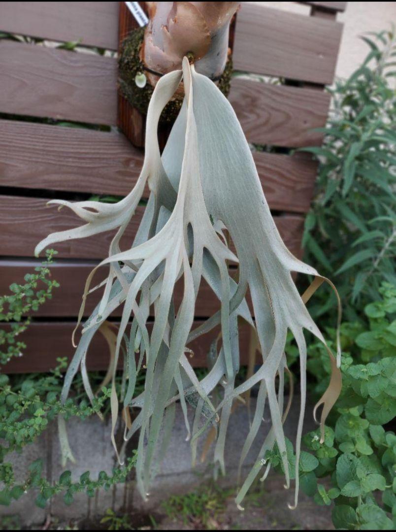 ジサクボ | P.willinckii 伊弉諾 from @big_bell.plants_aqua 伊
