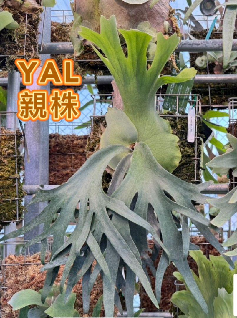 【ビカクシダ】P. willinckii YMDS pup【子株】4 ビカクシダ】P. willinckii YMDS pup【子株】 - メルカリ