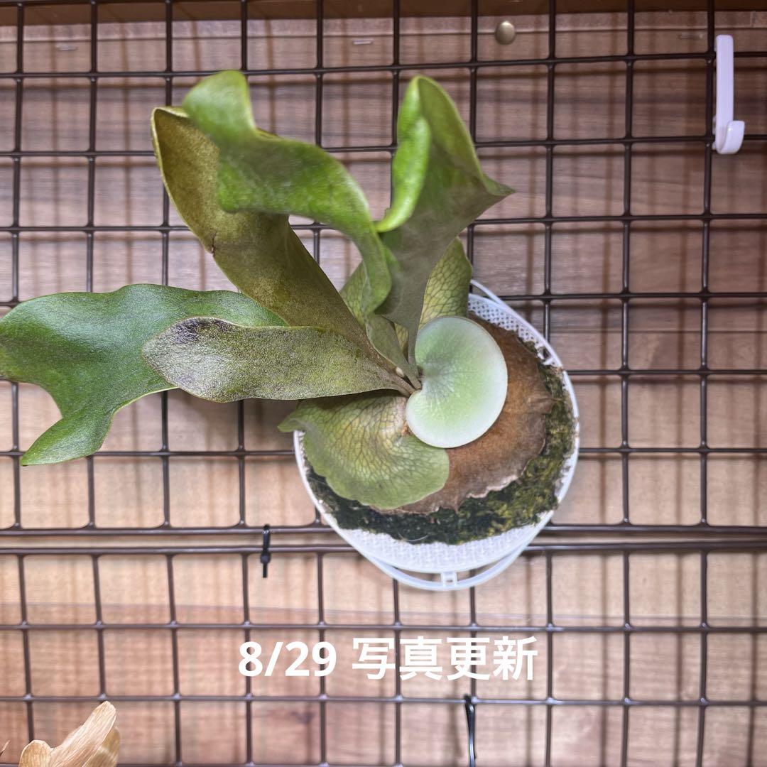 P. hillii 'Bangpung' ビカクシダ ヒリー バンプン（P. Bangpung