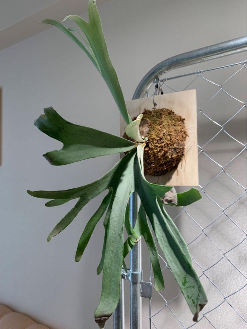 【お得】P.Elsa エルサ F307 OC株 ビカクシダ 大きめ子株 ◇ P.Elsa エルサ F307 Platycerium コウモリラン ビカクシダ