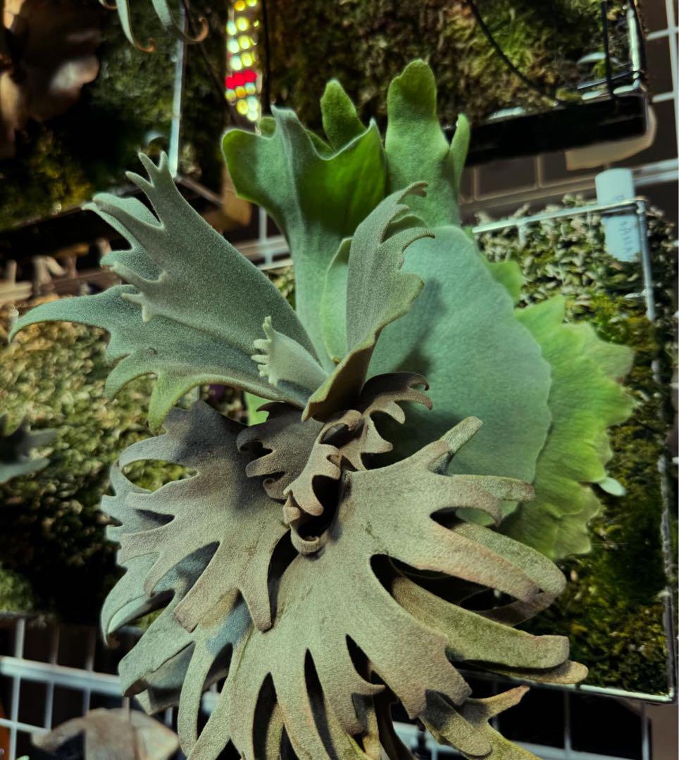 ジサクボ | P.willinckii 伊弉諾 from @big_bell.plants_aqua