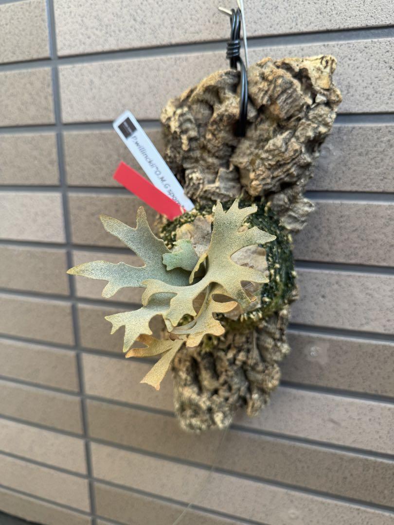 P.willinckii