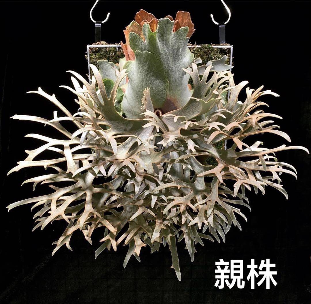 大株」ビカクシダwillinckii OMG spore コルク着生額縁付き