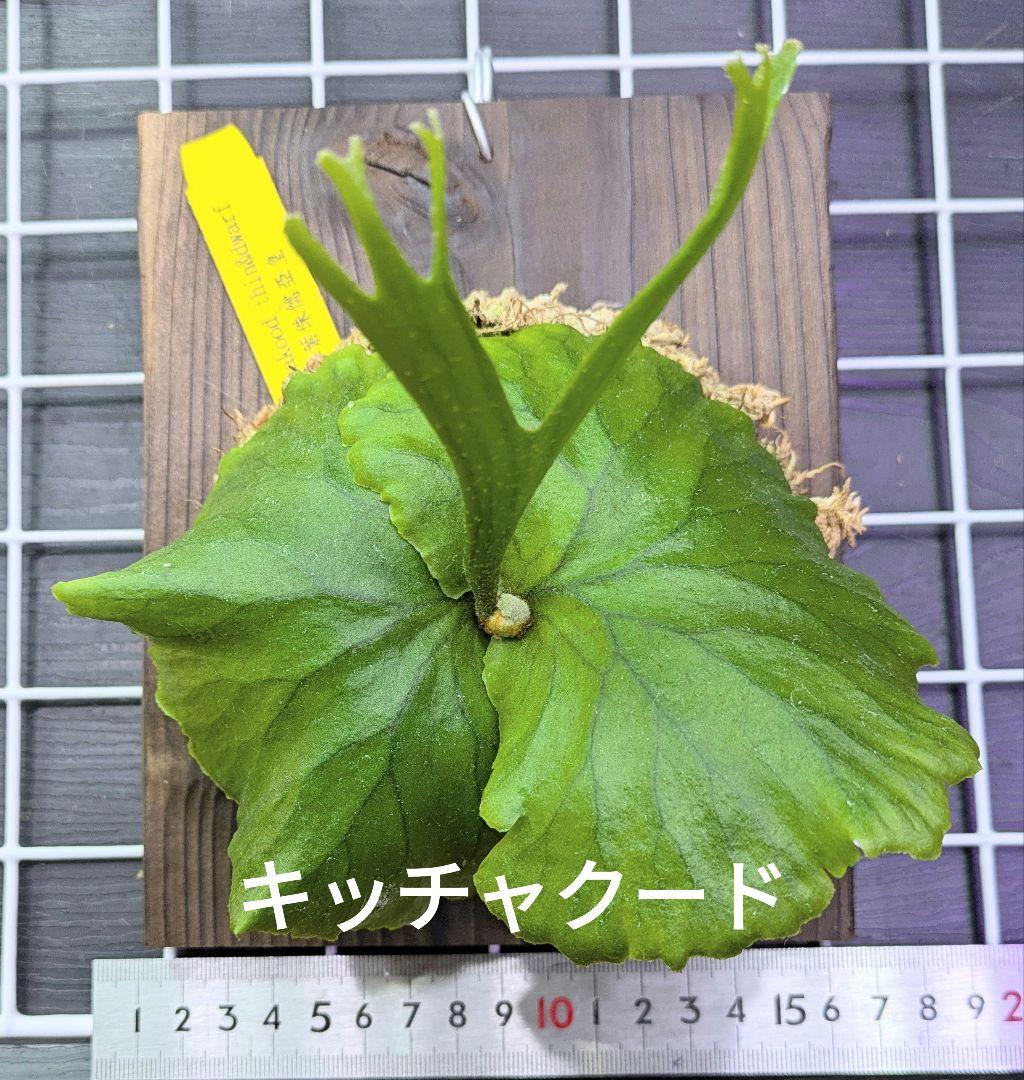 ビカクシダ、キッチャクードthin＆dwarf② （ビカクシダMt