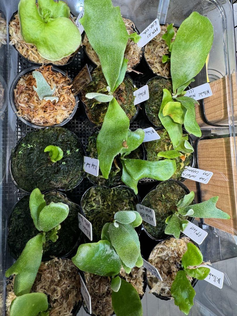 ビカクシダ 15種 ① （ビカクシダ アルシコルネ Platycerium