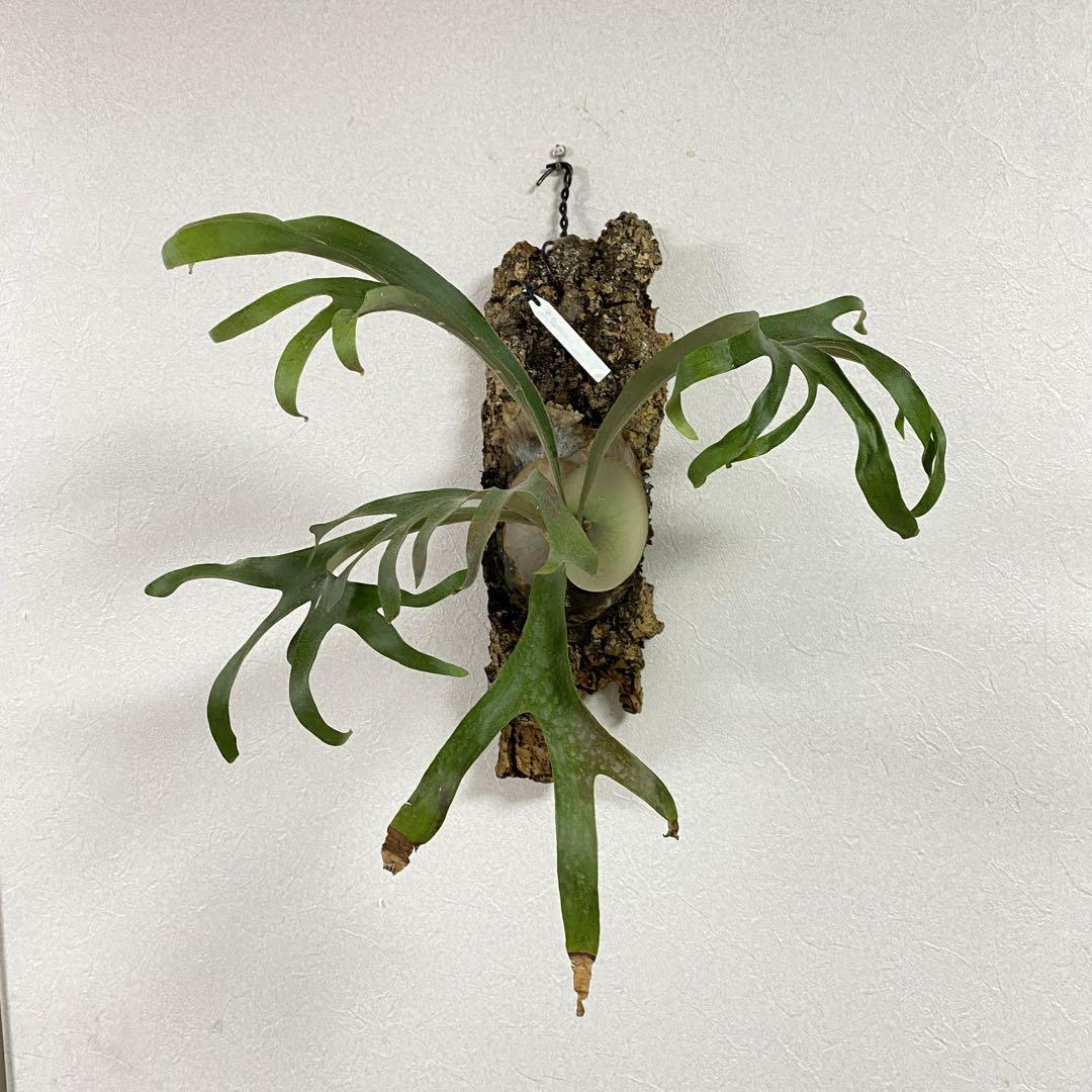 コルク付け P.willinckii nano sporedwarf ビカクシダ