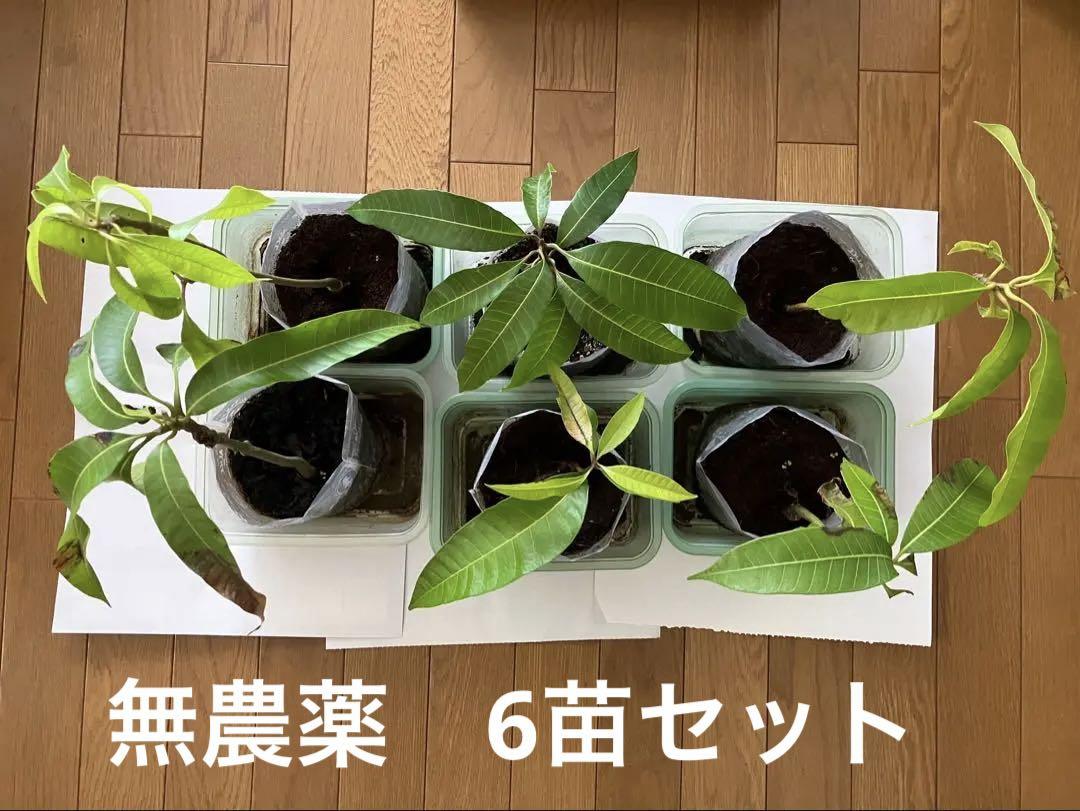 マンゴーの苗木　実生苗 5株セット　★スターアップル1株（おまけ） Amazon.co.jp: アップルマンゴー苗（アーウィン種）接木苗 : DIY