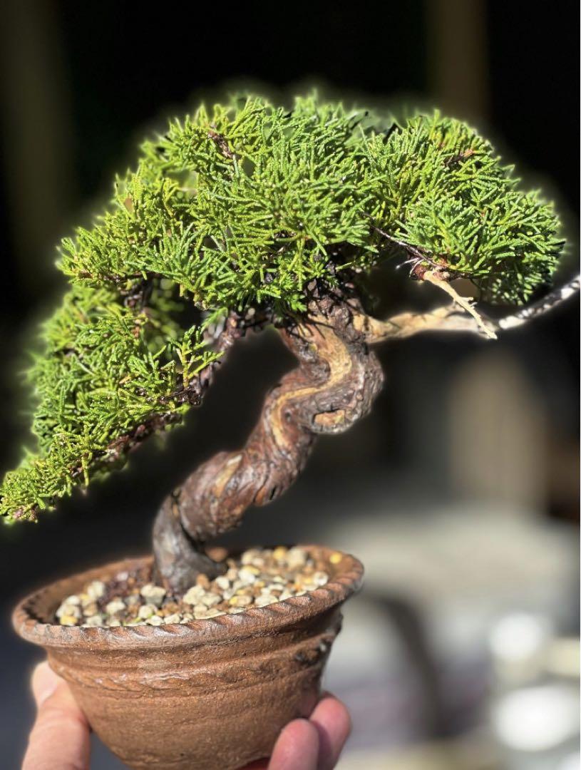 真柏　盆栽 盆栽・真柏 Bonsai Juniper – bonsailife686868
