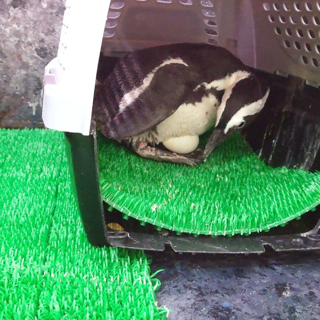 ケープペンギンの卵の殻 ケープペンギンの卵の殻 （箱根園でヒナ誕生 ケープペンギン