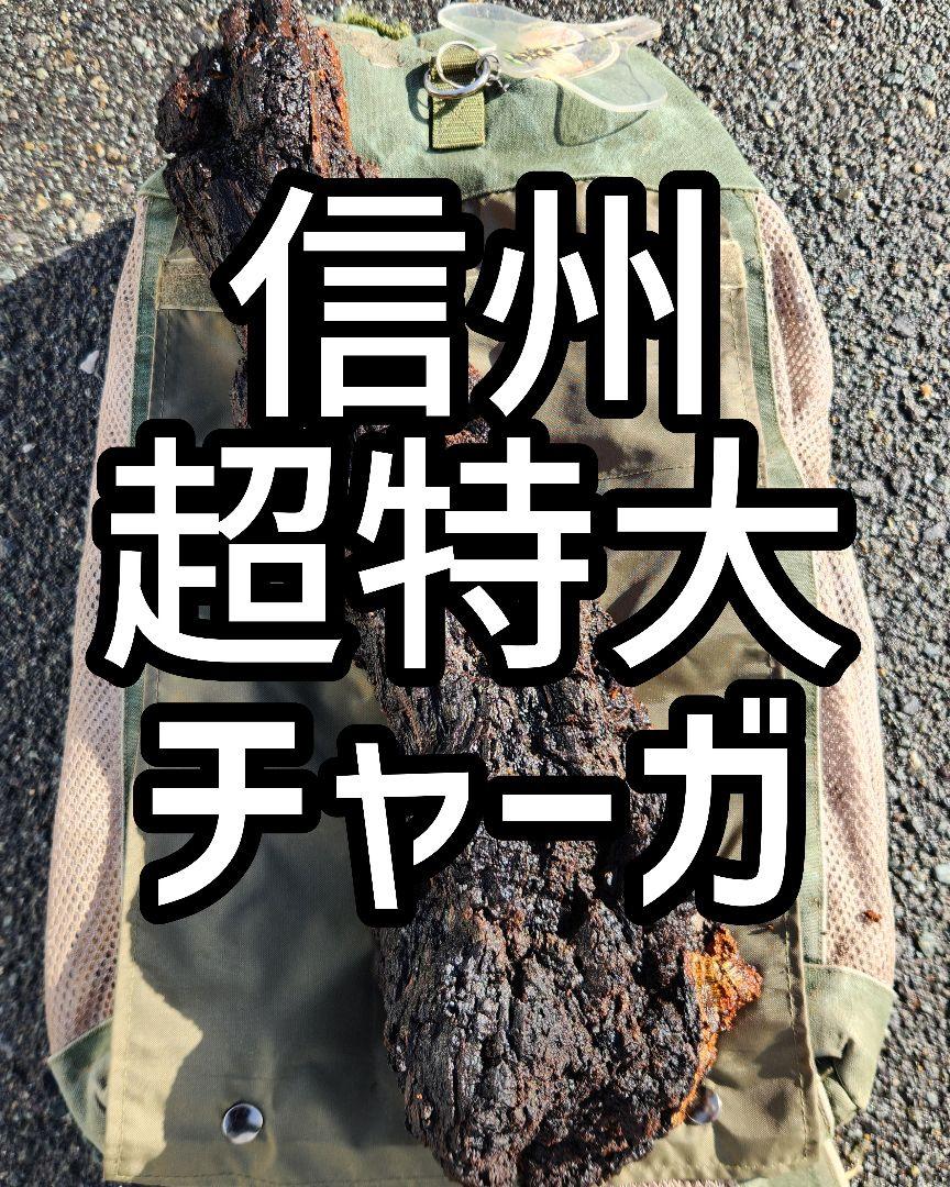 信州超特大チャーガ！　カバノアナタケ 信州超特大チャーガ！ カバノアナタケ （信州超特大チャーガ