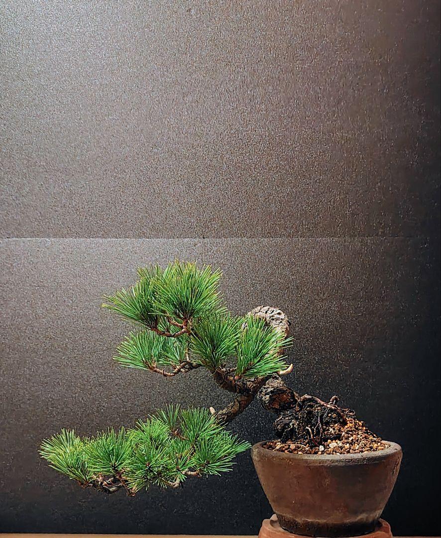 盆栽　赤松 盆栽 松 赤松 樹高 約27cm あかまつ Pinus densiflora アカマツ
