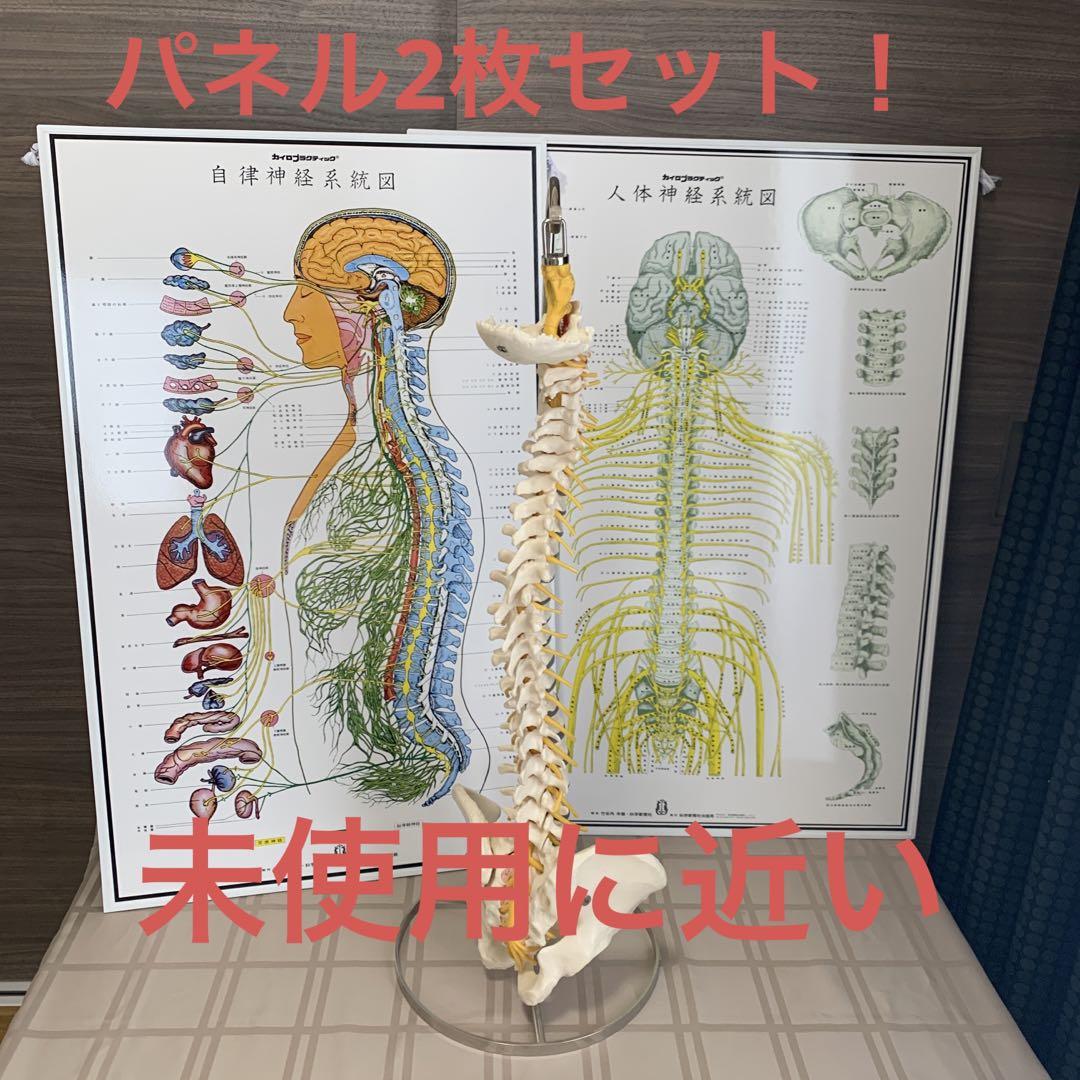本日15時まで限定タイムセール❗3枚セット！人体神経系統図パネル 自律神経系統図 本日15時まで限定タイムセール❗3枚セット！人体神経系統図