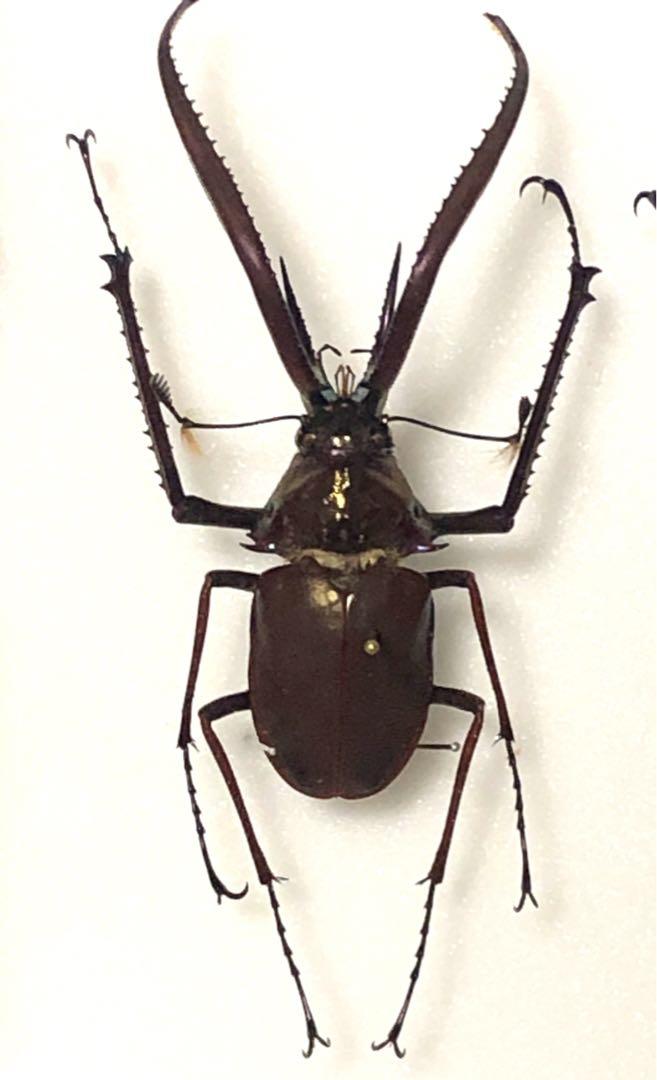 コガシラクワガタ 標本 （オオクワガタ♂72＋♀45（クワガタ