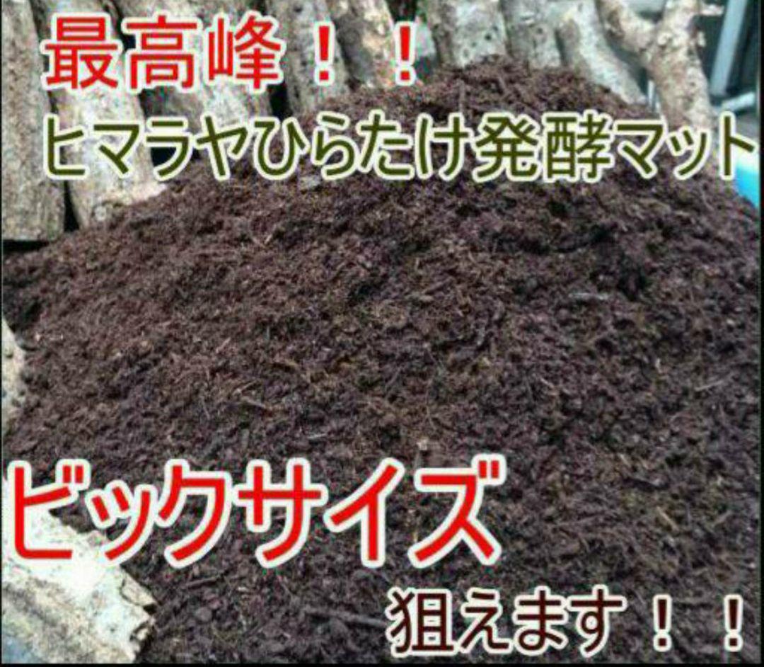 最強のカブトムシマット！300リットル ヒマラヤひらたけ発酵