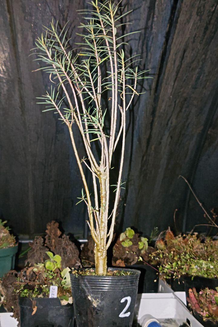 ユーフォルビア バルサミフェラ 実生① ユーフォルビア バルサミフェラ 実生苗 大株 開花株