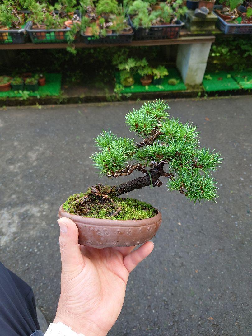 五葉松 盆栽 小品盆栽 よしまん盆栽 （159.園芸用品 盆栽 枝万力