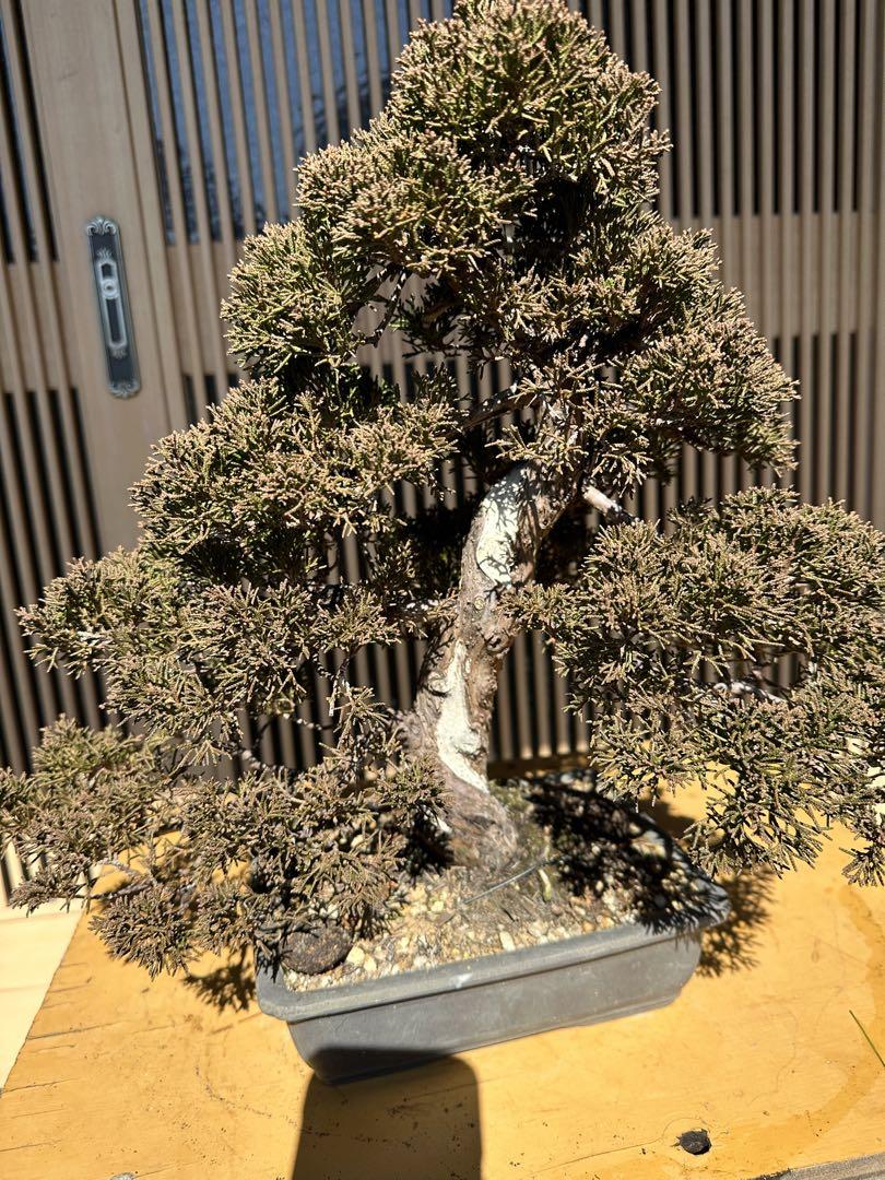 真柏盆栽① 2a231e85b8e7b0e9f9b5905879606f