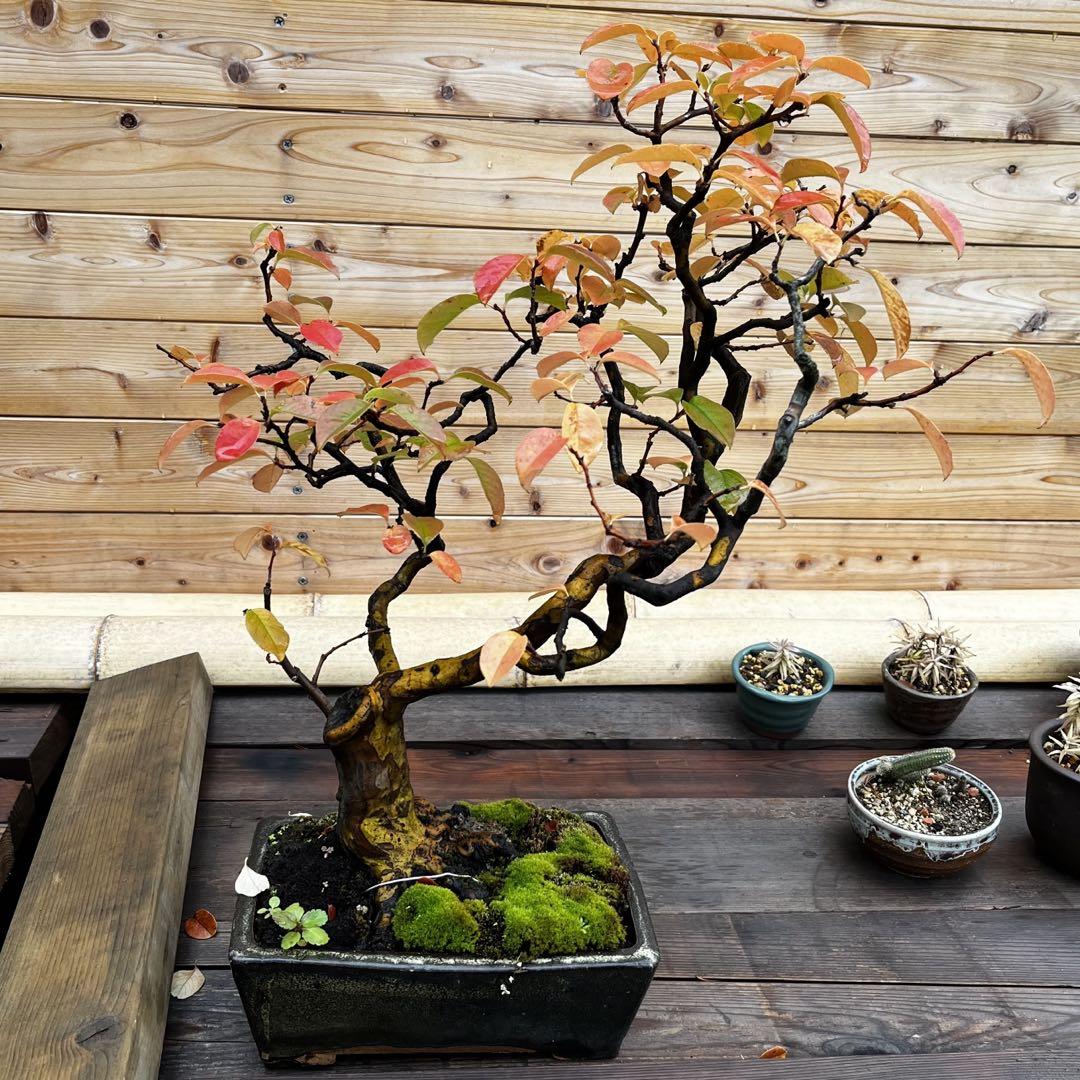 花梨 盆栽 （Karin Bonsai, Sentei）