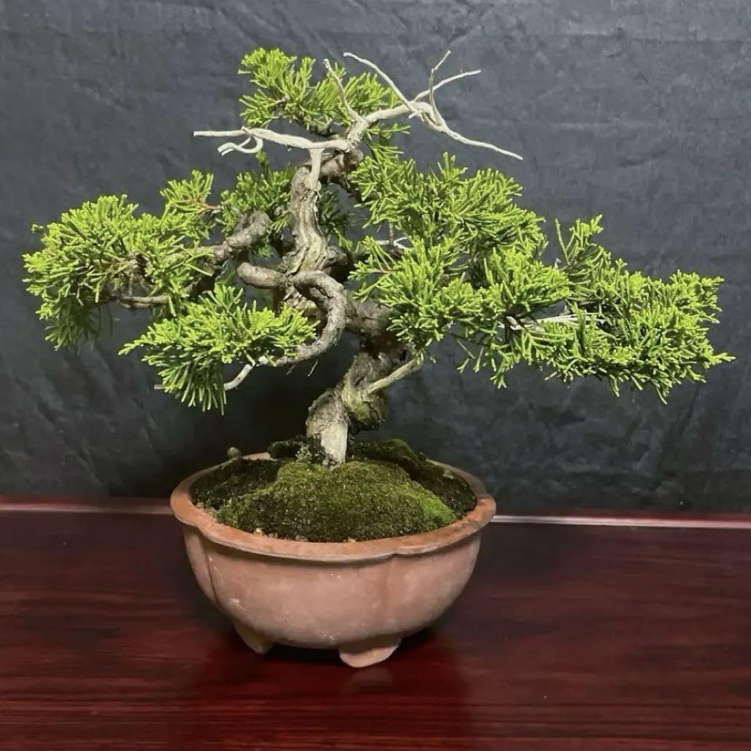 【値下げ可能】真柏　山木　盆栽　ジンシャリ　シンパク 楽天市場】盆栽 真柏 樹高 約35cm しんぱく 高級盆栽 Juniperus