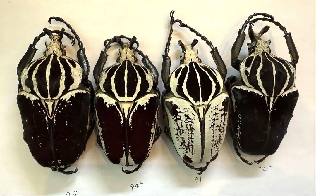 昆虫標本 カメルーン ゴライアスオオツノハナムグリ M2,3,4,5