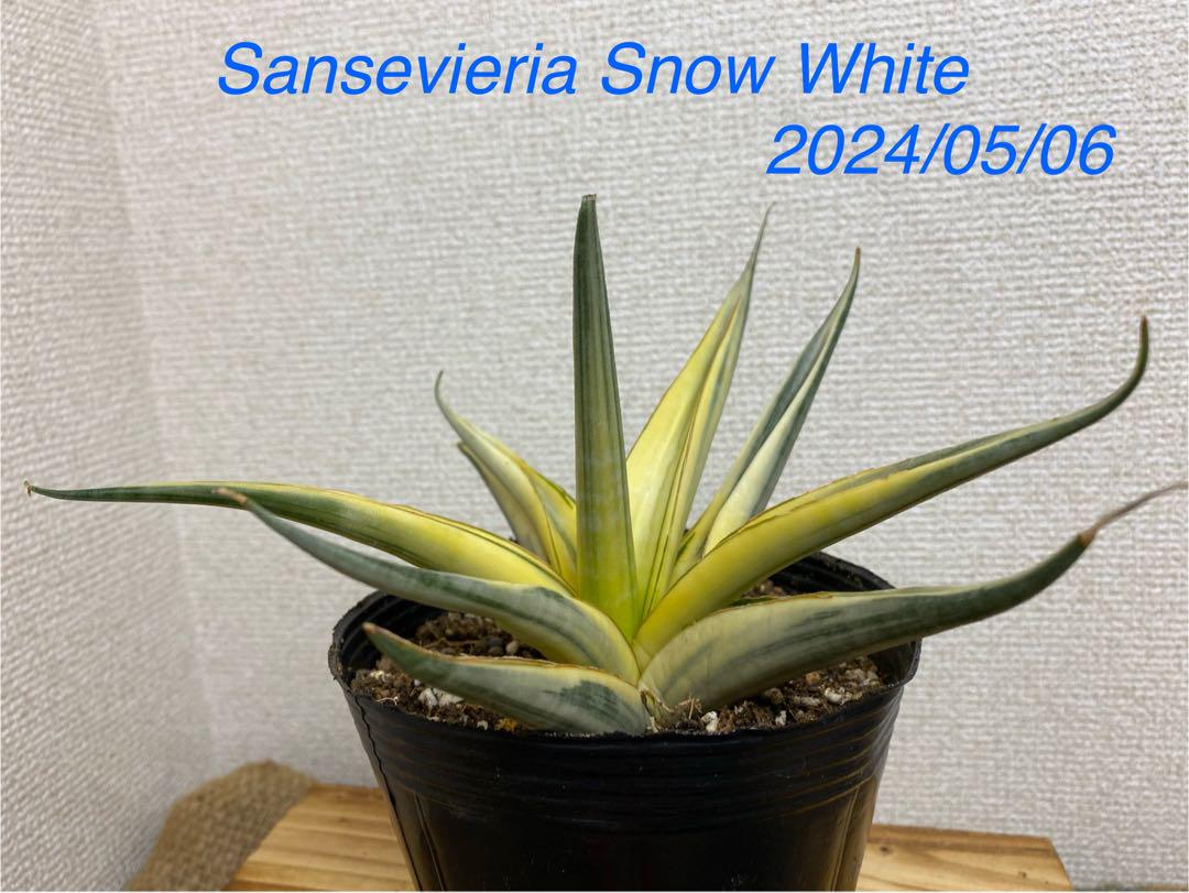 サンスベリア スノーホワイト Sansevieria Snow White 2