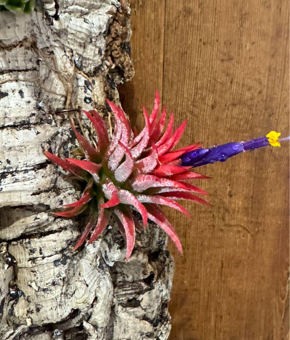 Tillandsia Icy Elf 速達発送 Tillandsia Icy Elf 速達発送 - メルカリ