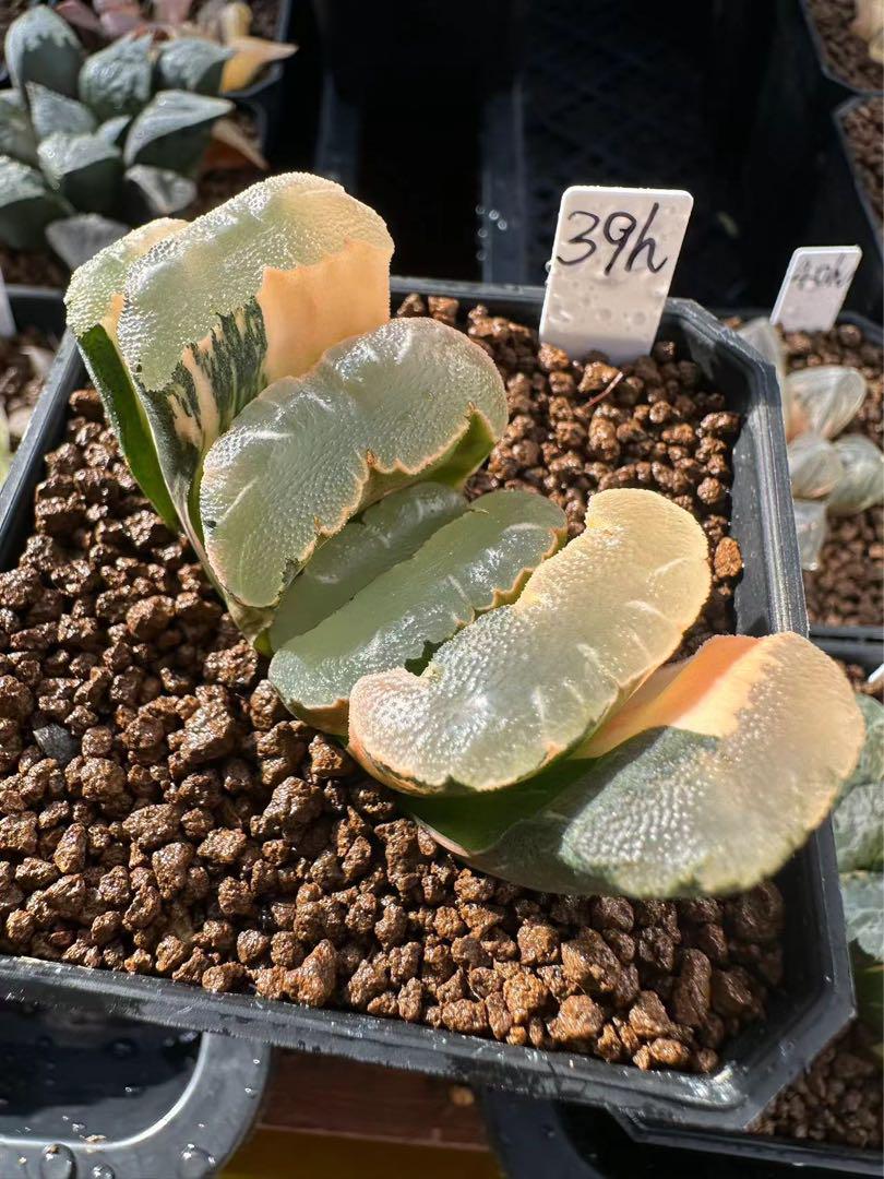 12AAA ハオルチア　多肉植物　丸葉ハートピグマエア錦　自家繁殖 ハオルチア：交配シリーズ（ピグマエア錦×葵スプレンデンス） 3