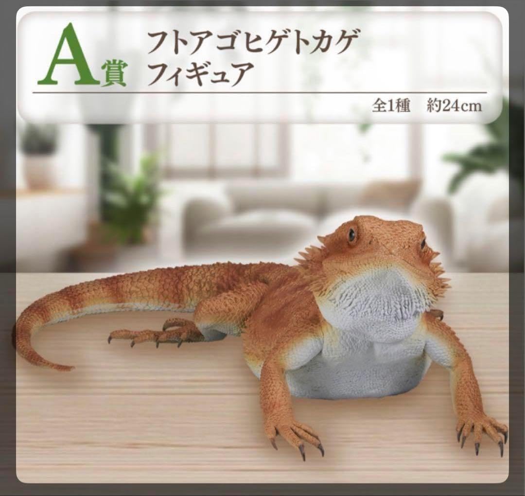 1番くじ 爬虫類&両生類 A賞フトアゴヒゲトカゲ （Amazon.co.jp