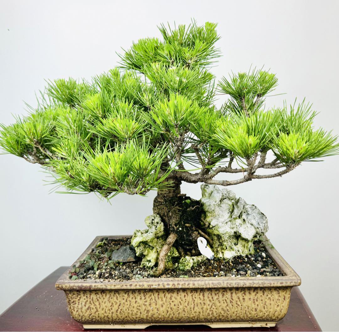 貴風盆栽石付きの五葉松 石付き 黒松盆栽 （風景盆栽、石付きの五葉松 | 庭園デザイナー