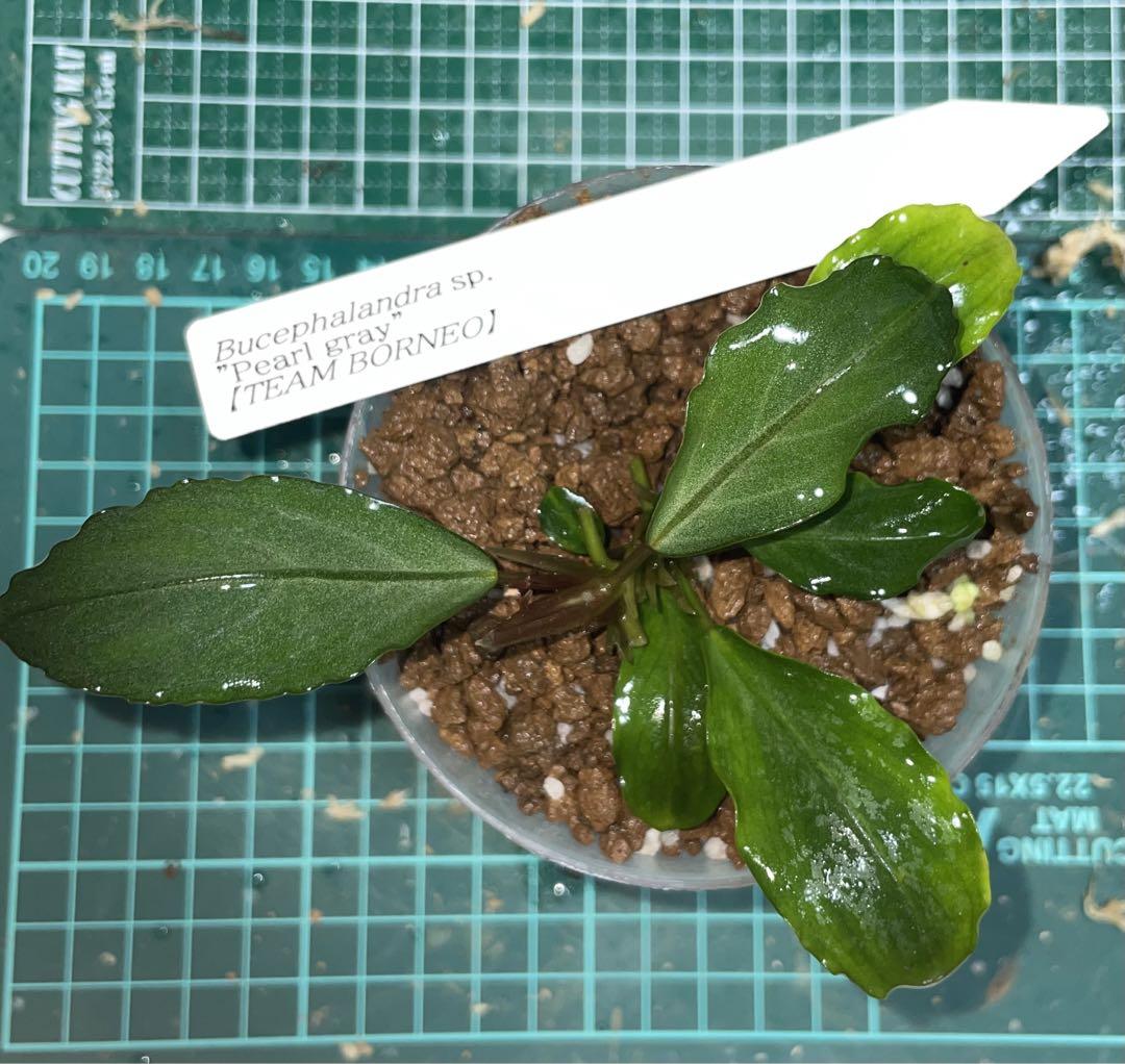 Bucephalandra sp.Pearl Gray TB （TB便 Bucephalandra sp