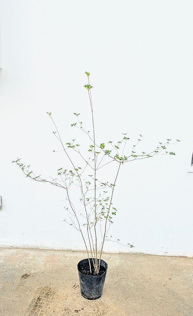 山採り鉢植え。ドウダンツツジ。 （山採り風ドウダンツツジ 販売）