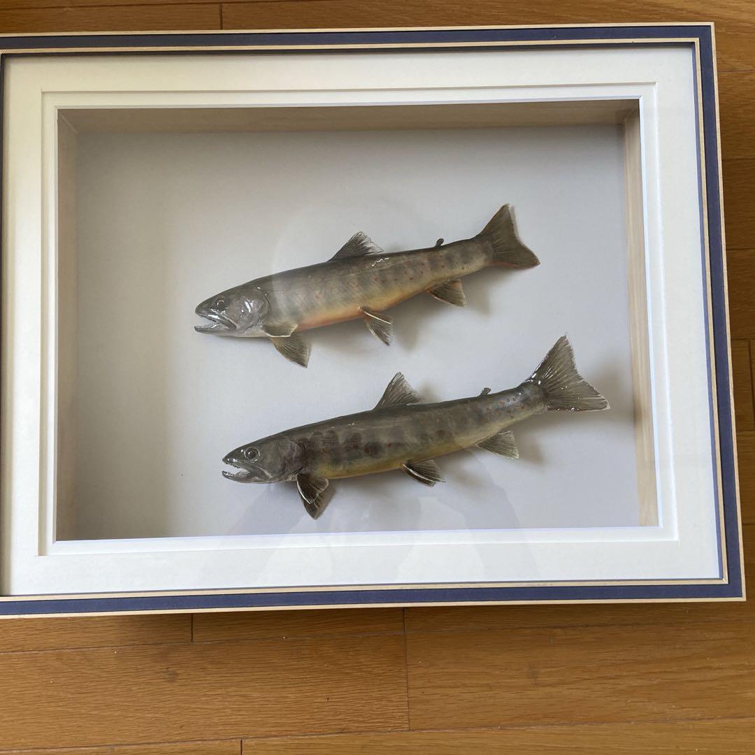 魚剥製 イワナ （魚の剥製～信州～の天然ヤマト岩魚36cm剥製～）