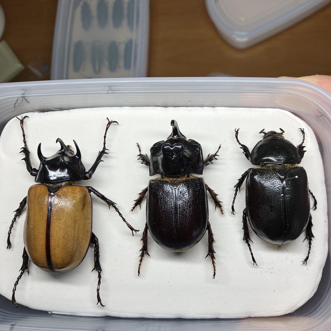 ゴホンヅノカブト サイカブト 標本 （ゴホンヅノカブトムシ 標本