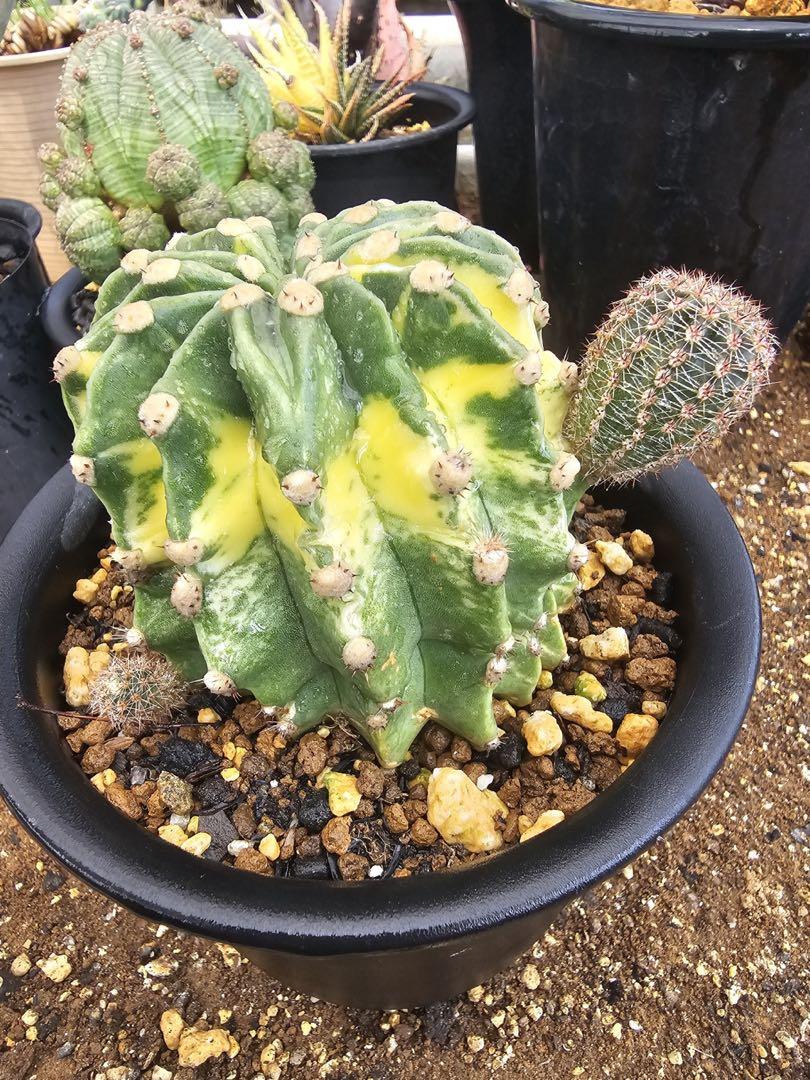 世界の図錦 サボテン 多肉植物 （Yahoo!オークション