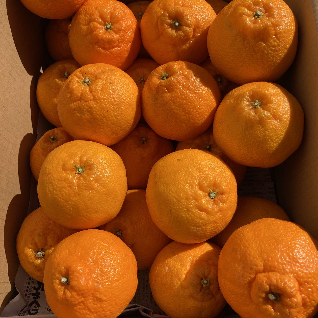 紀州特産 不知火(デコポン)5kg 南高梅500g